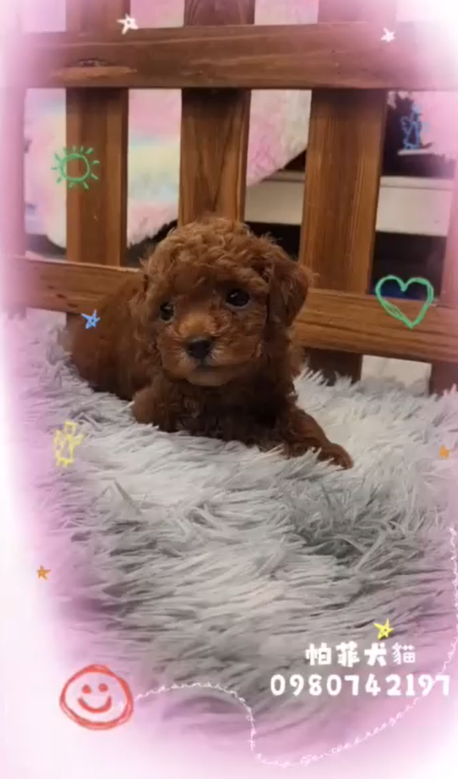 帕菲犬貓園／泰迪貴賓