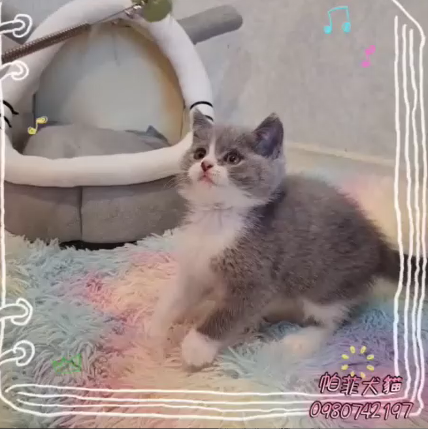 帕菲寵物館／藍白色英國短毛貓