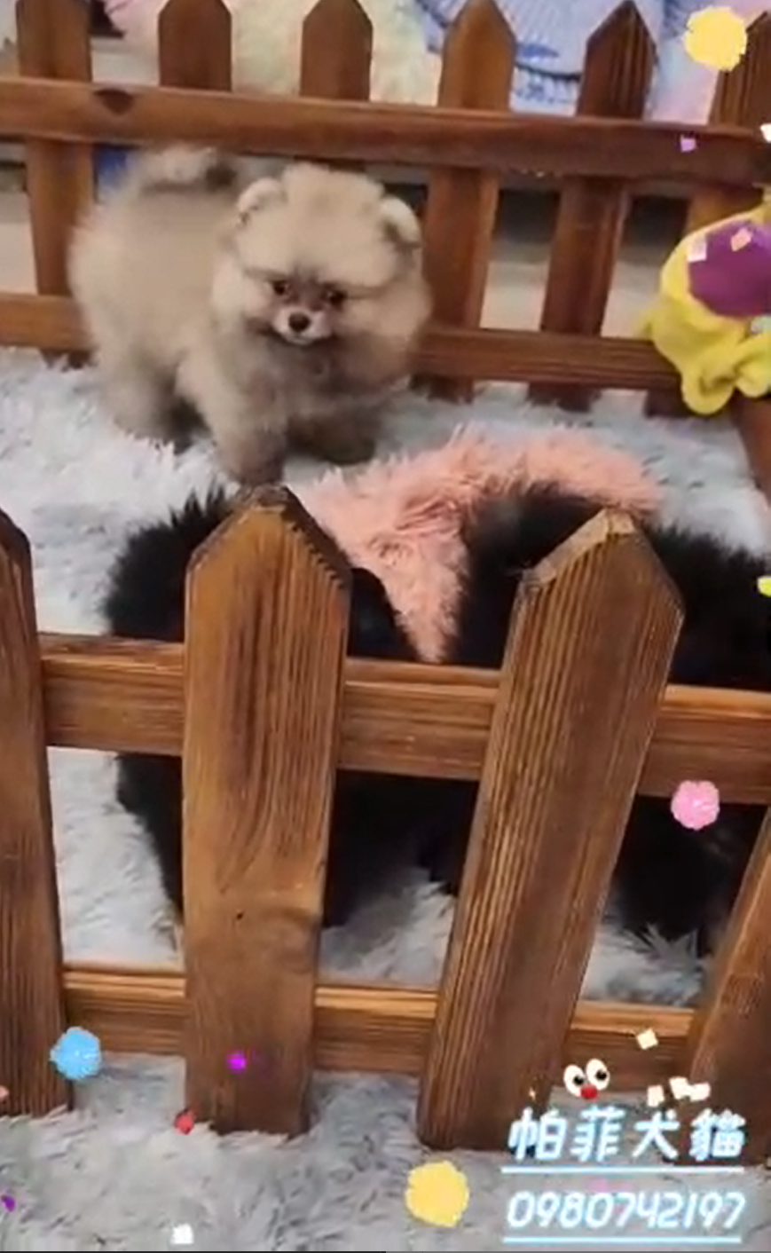 帕菲寵物館／博美犬