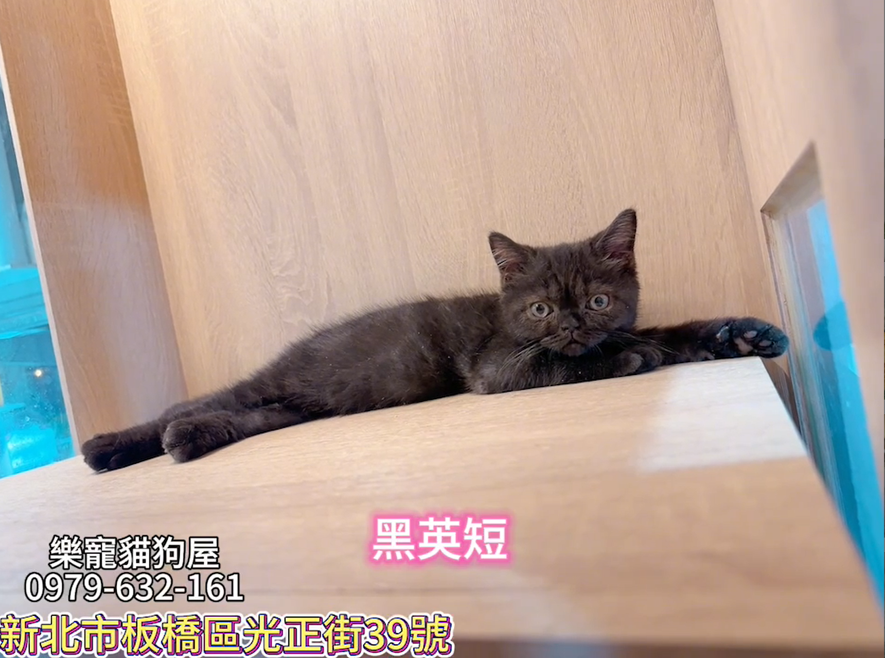 樂寵貓狗屋／黑色英國短毛貓