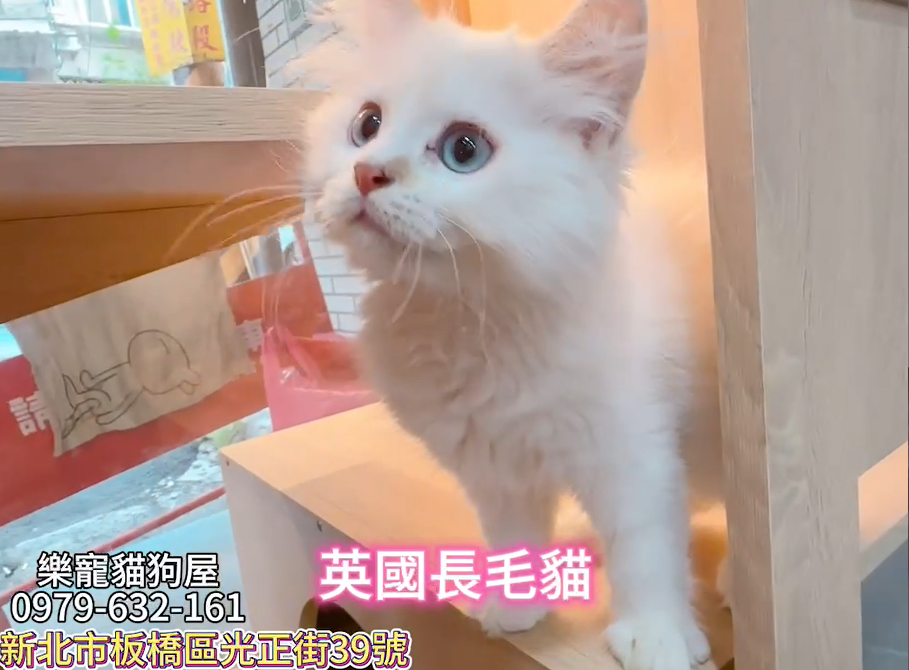 樂寵貓狗屋／英國長毛貓