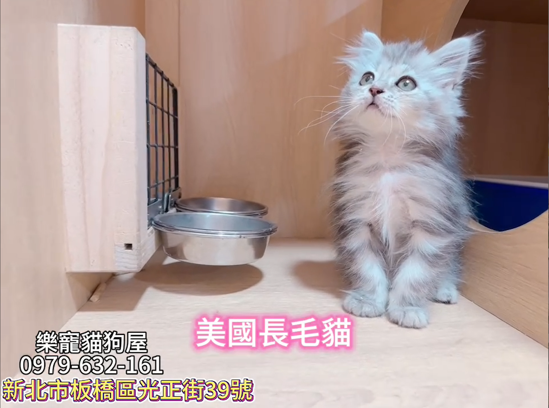 樂寵貓狗屋／美國長毛貓