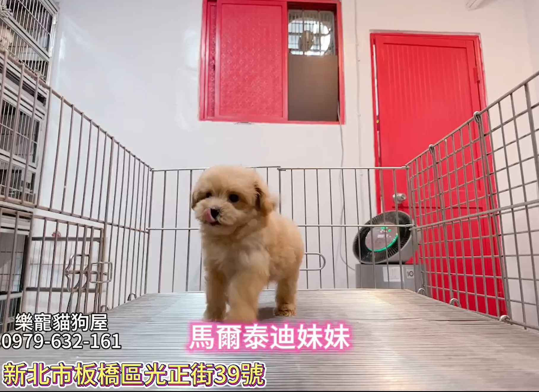 樂寵貓狗屋／瑪爾泰迪