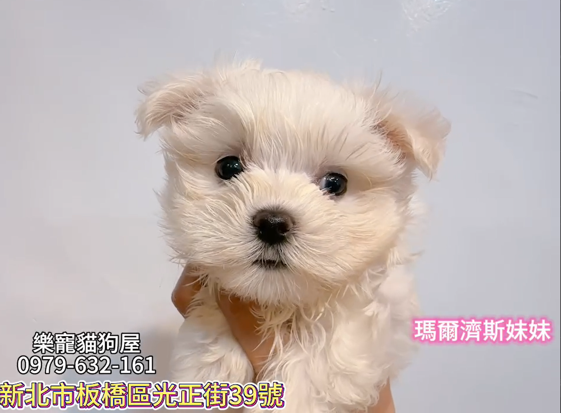 樂寵貓狗屋／瑪爾濟斯