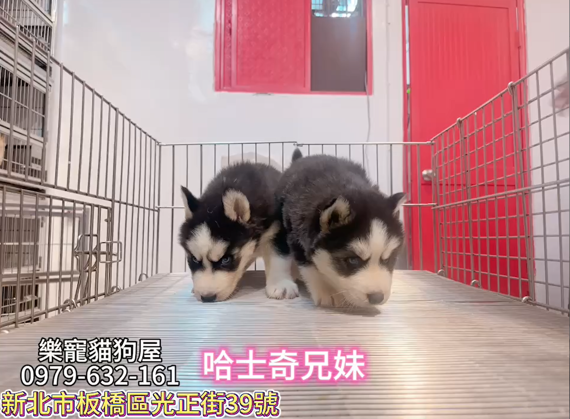 樂寵貓狗屋／哈士奇