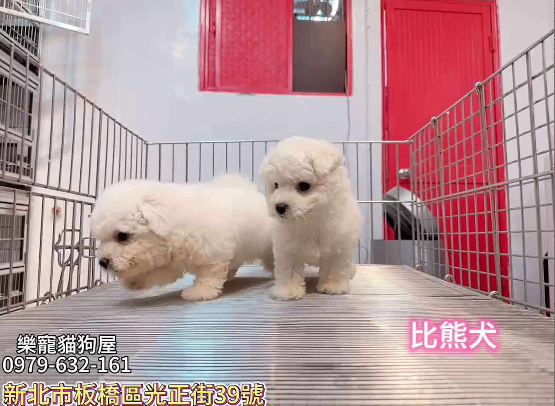 樂寵貓狗屋／比熊犬