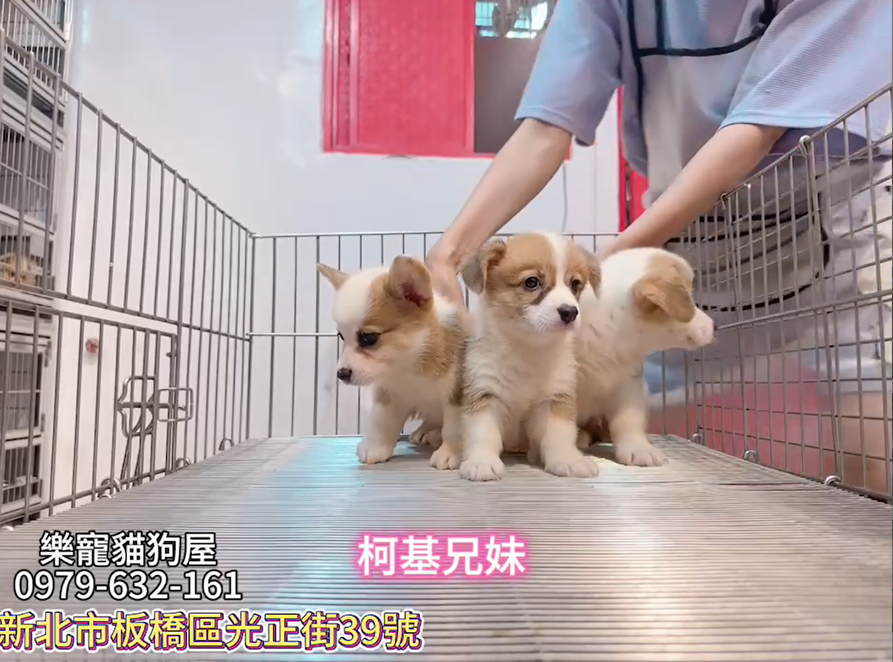 樂寵貓狗屋／柯基