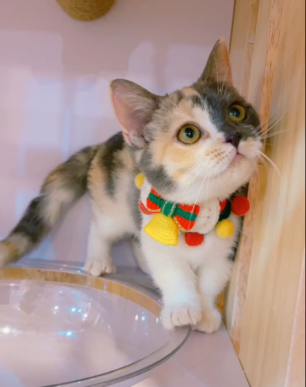 星光貓舍／三花曼赤肯