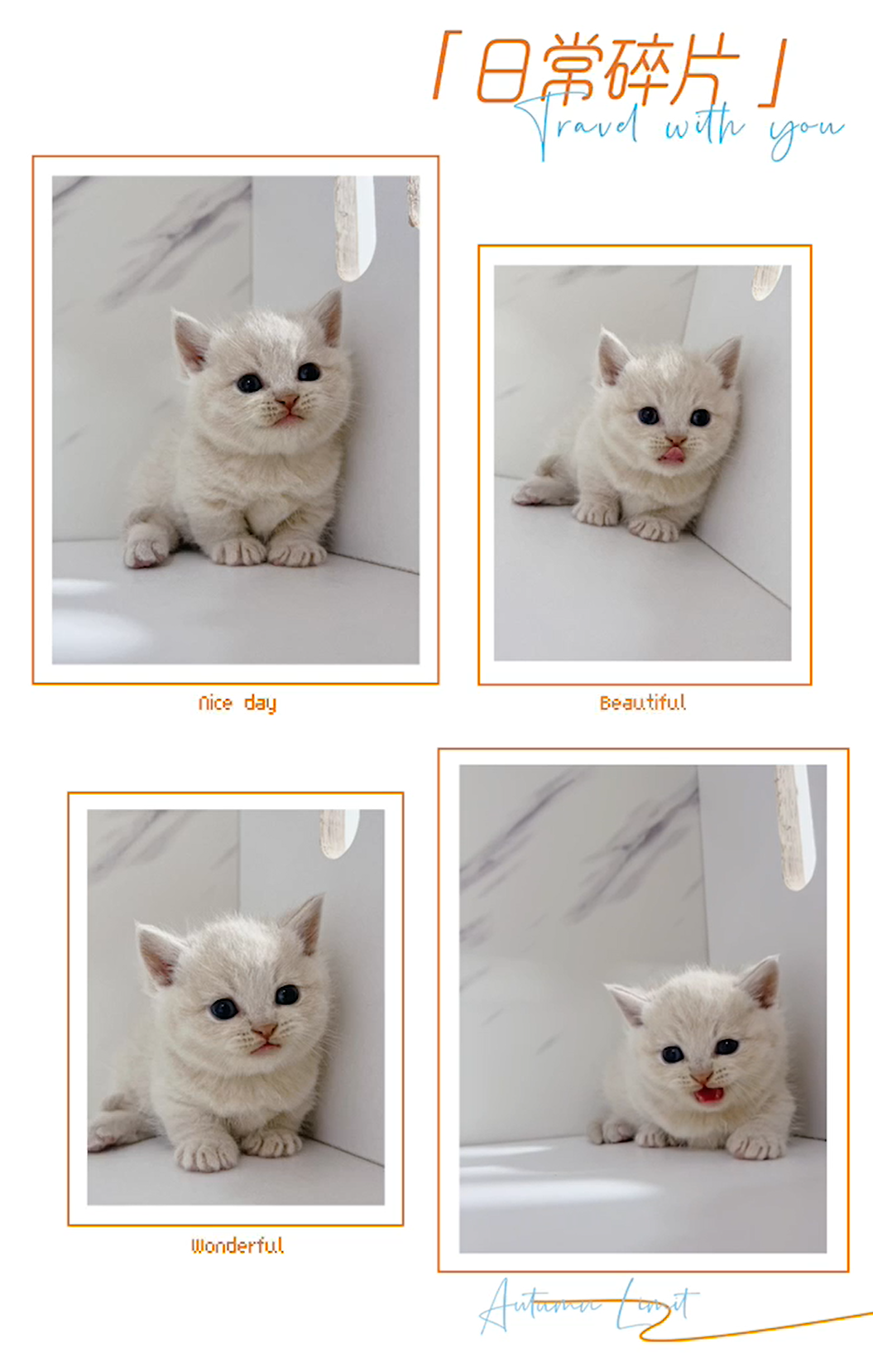 布魯斯貓舍／奶白色曼赤肯