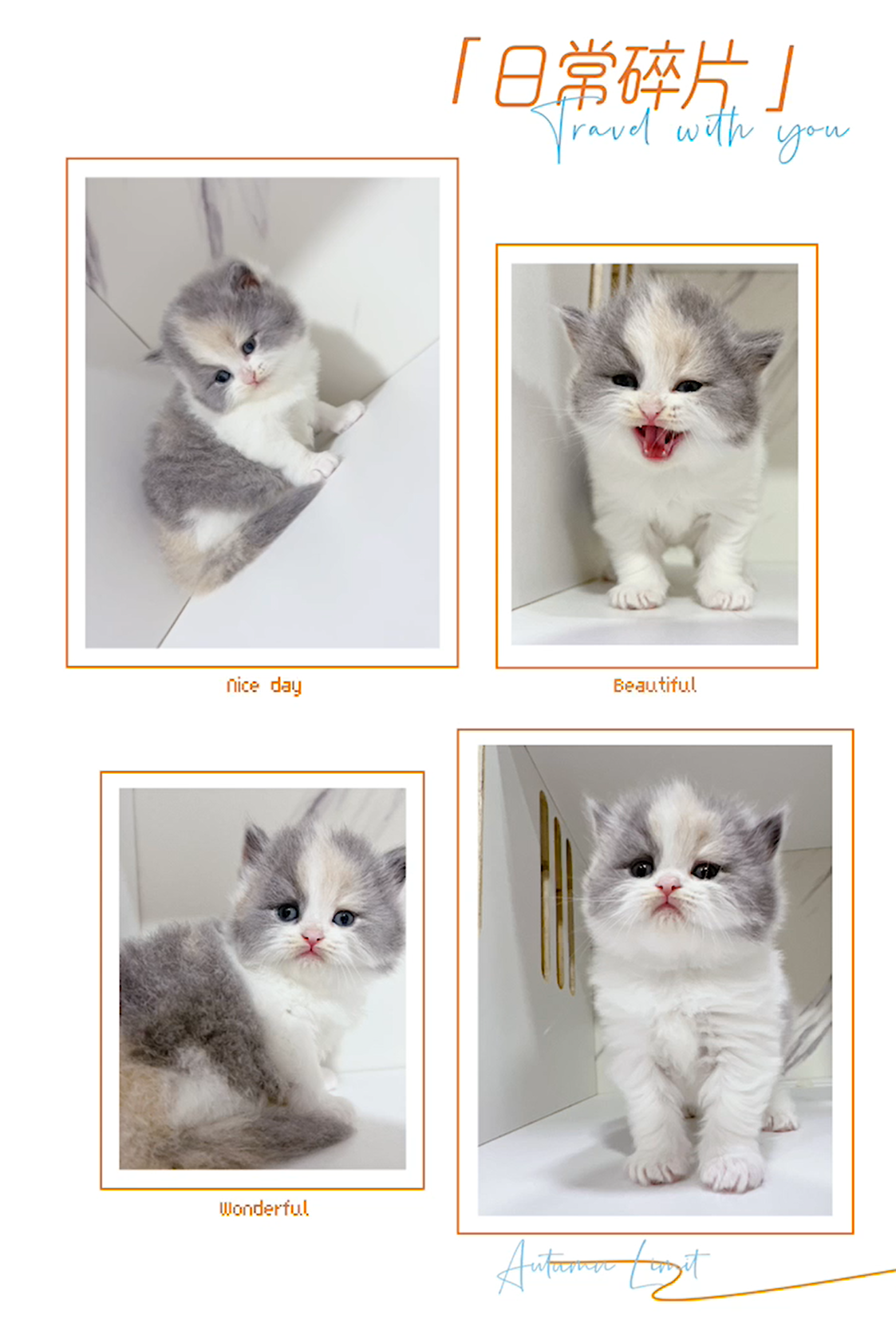 布魯斯貓舍／淺三花英國長毛貓