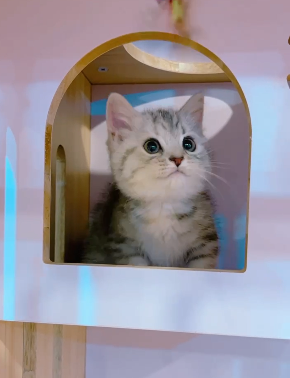 星光貓舍／銀白色曼赤肯