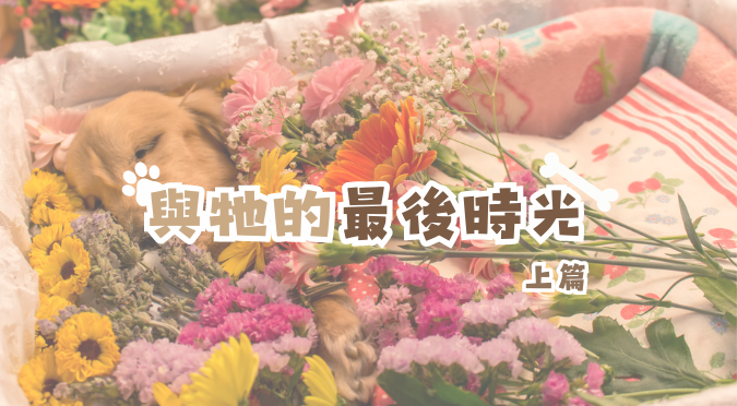 寵物禮儀 / 與牠的最後時光 寵愛SPA-上篇