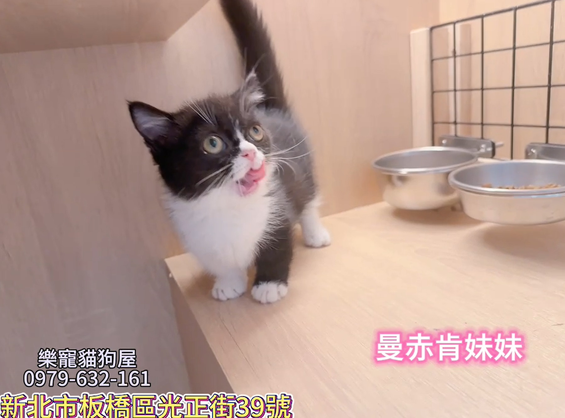 樂寵貓狗屋／曼赤肯