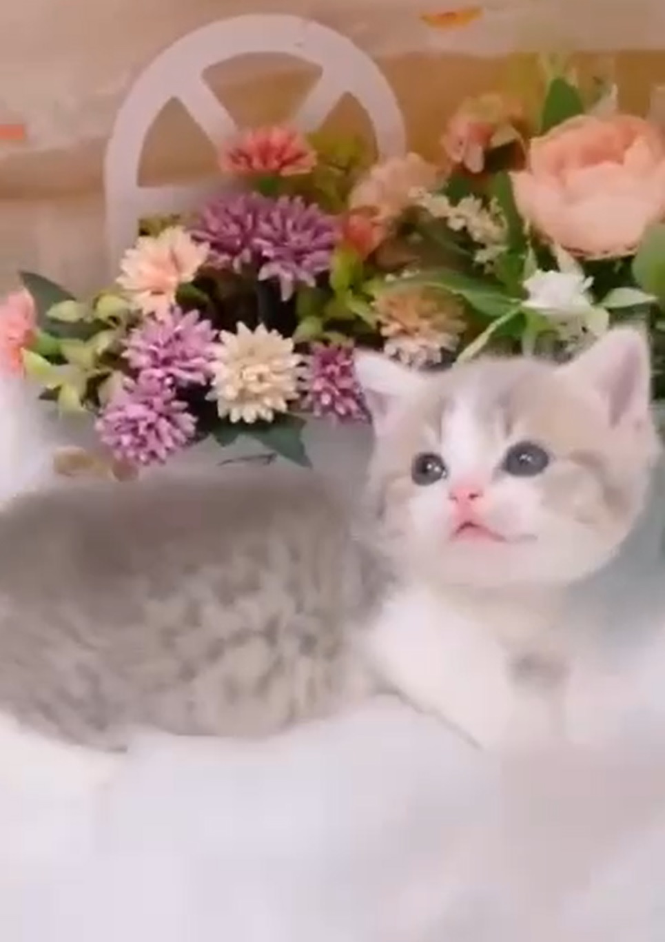 星光貓舍／藍虎斑白賓士曼赤肯