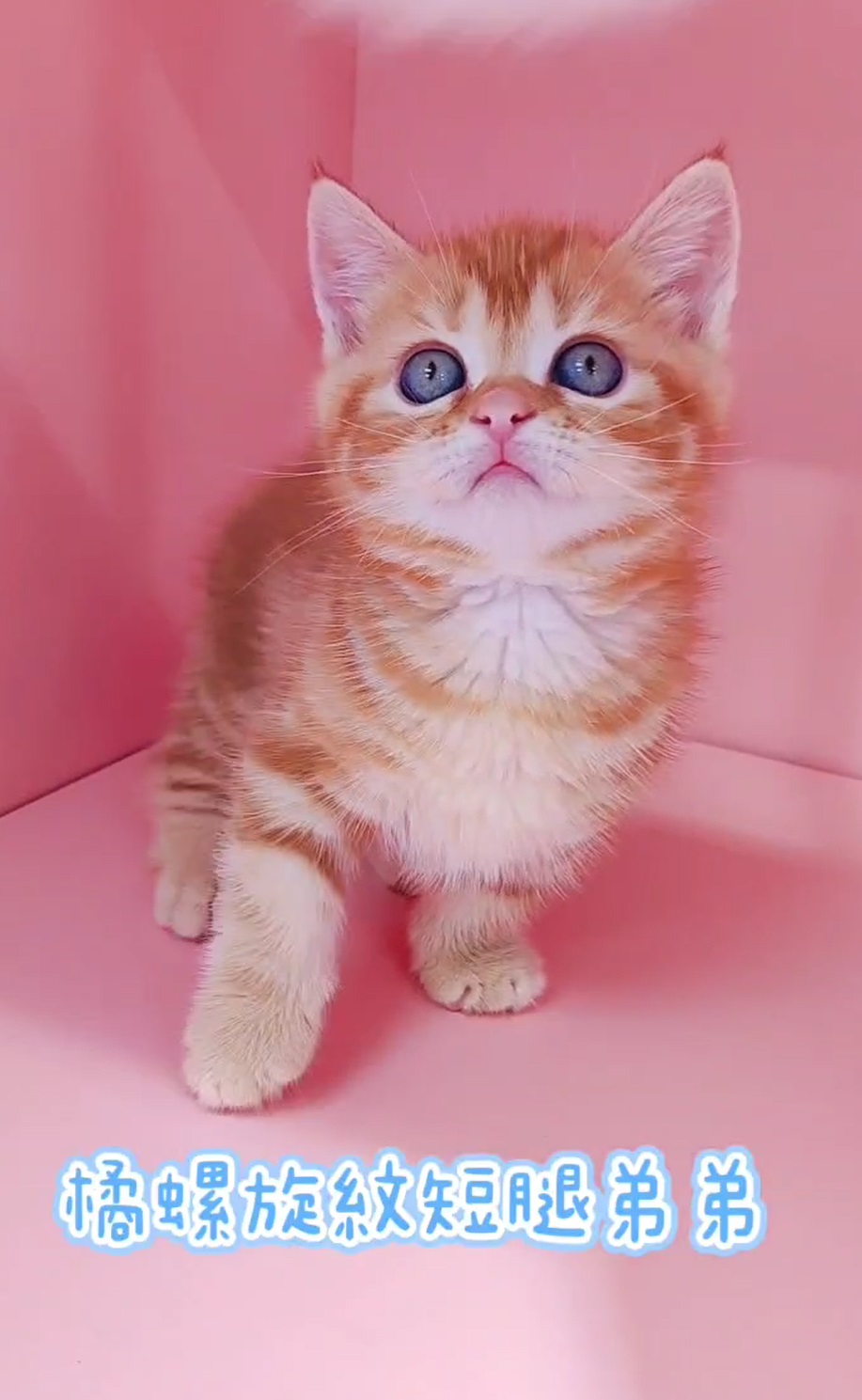 叮噹貓坊／橘螺旋紋曼赤肯