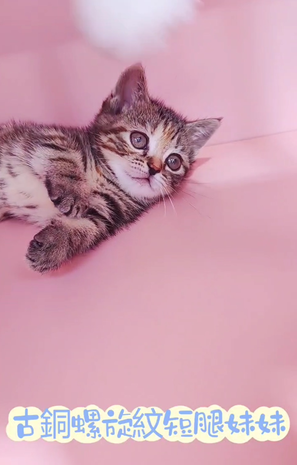 叮噹貓坊／古銅螺旋紋曼赤肯