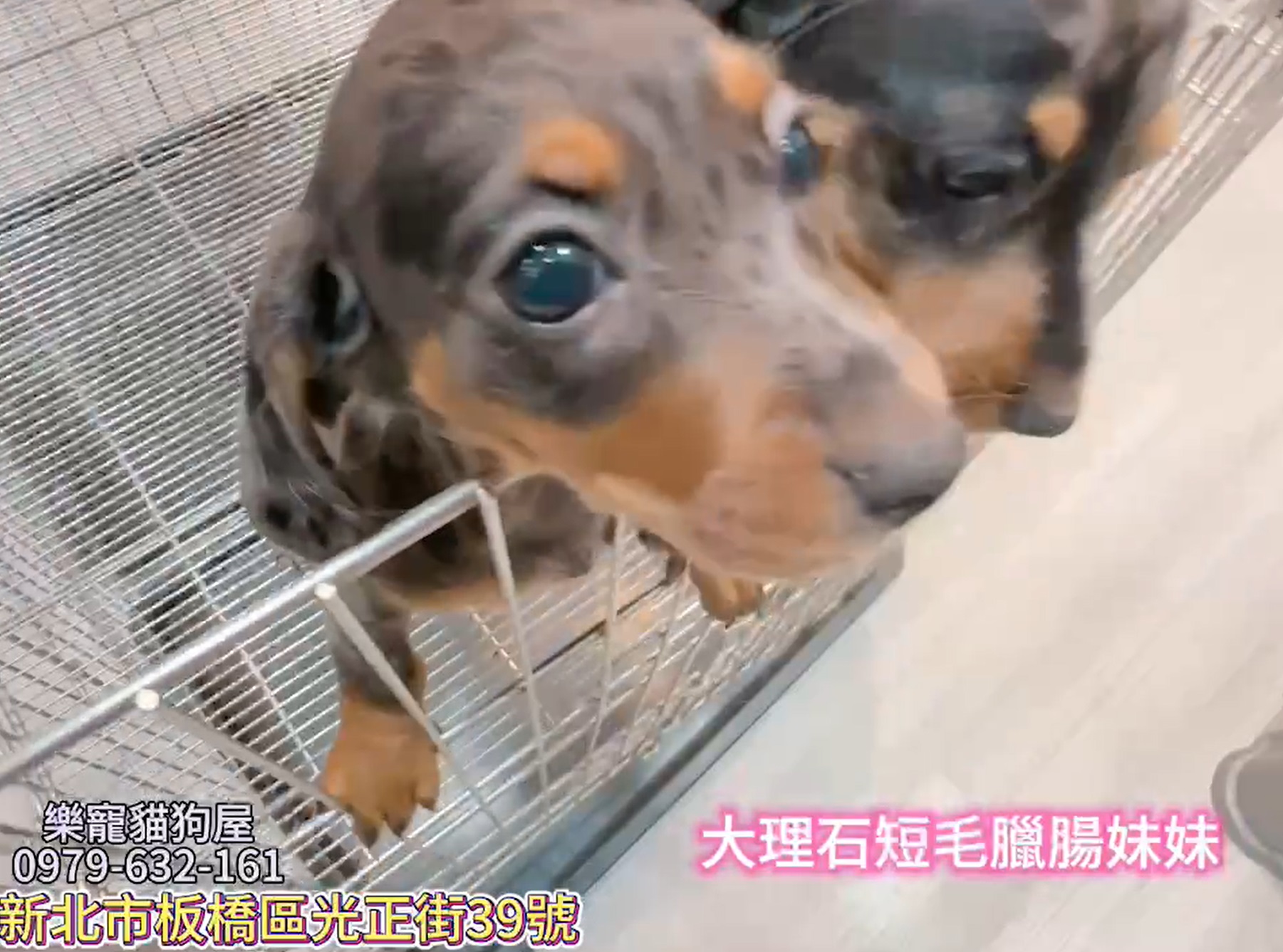 樂寵貓狗屋／大理石短毛臘腸