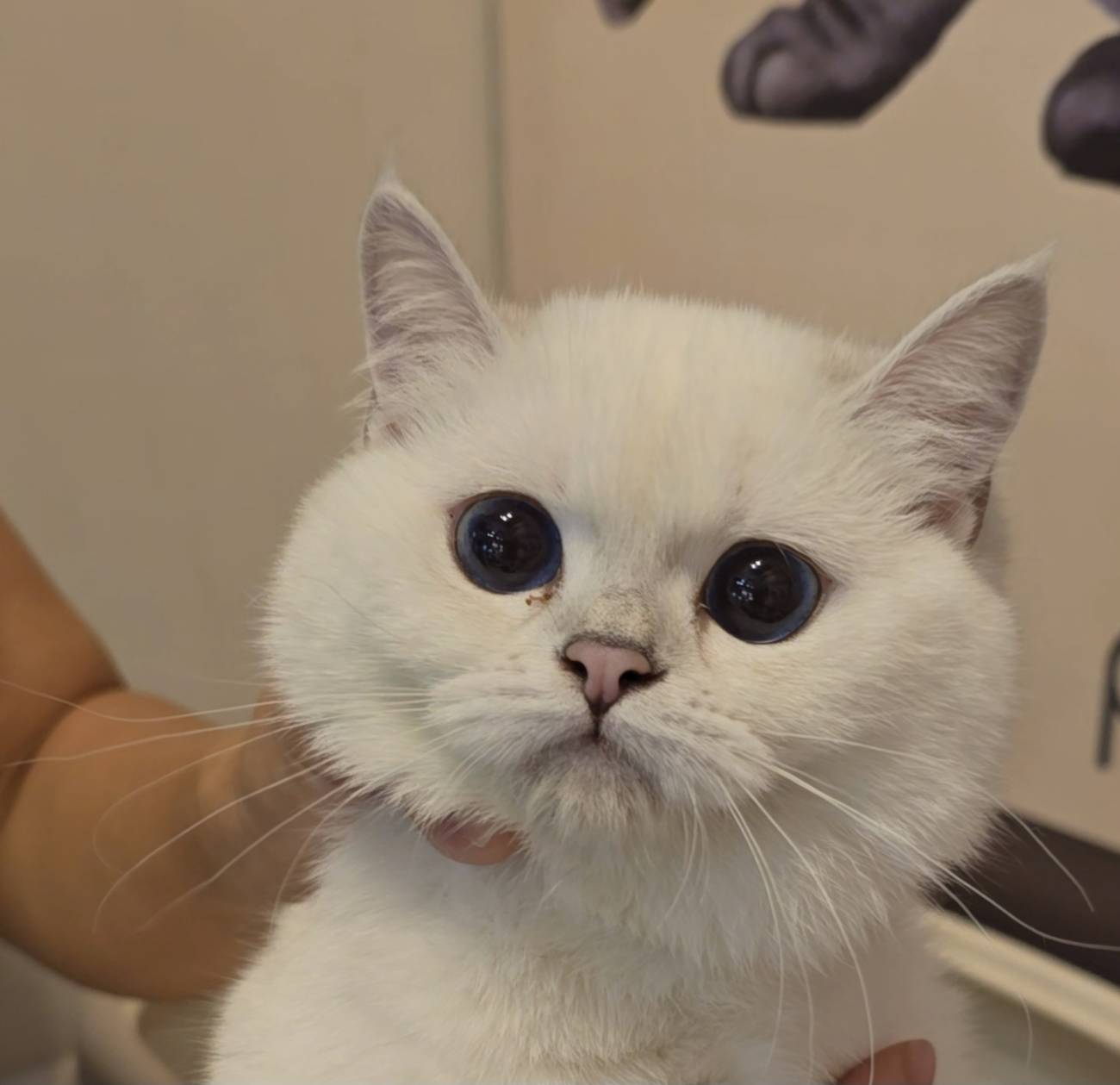 米琪蘇貓舍／銀點色英國短毛貓