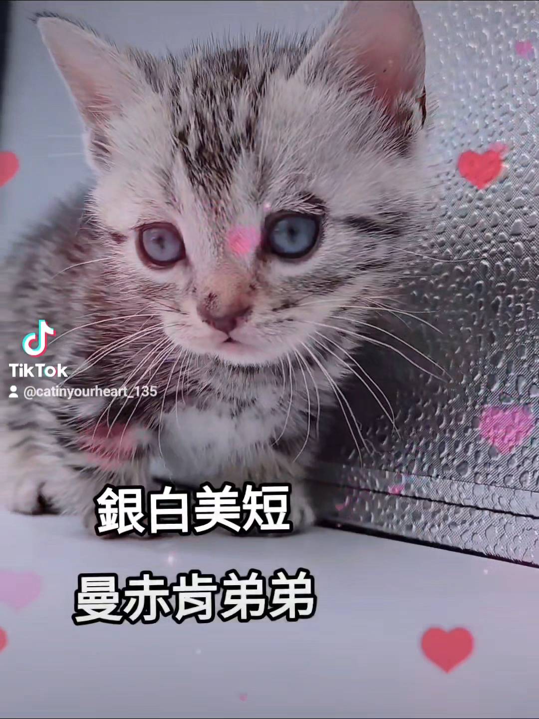 刻在你心底的貓／銀白螺旋紋曼赤肯