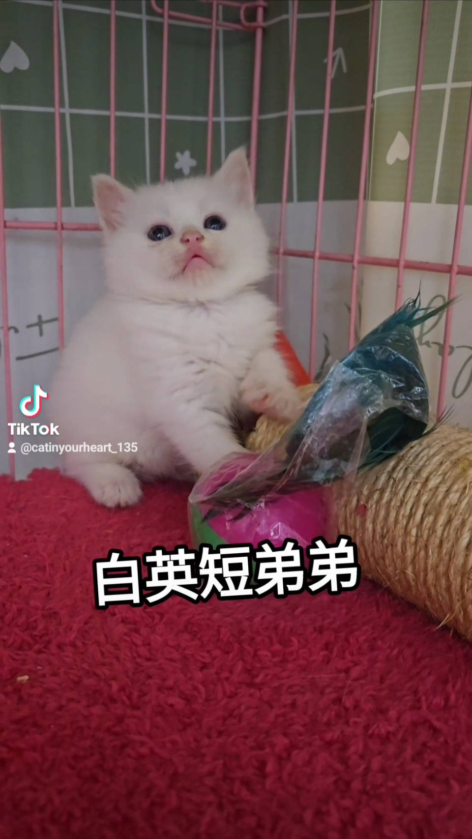 刻在你心底的貓／白色英國短毛貓