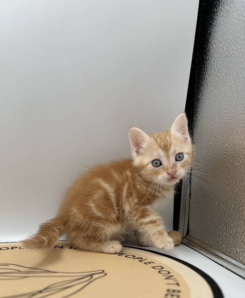 刻在你心底的貓／紅色美國短毛貓