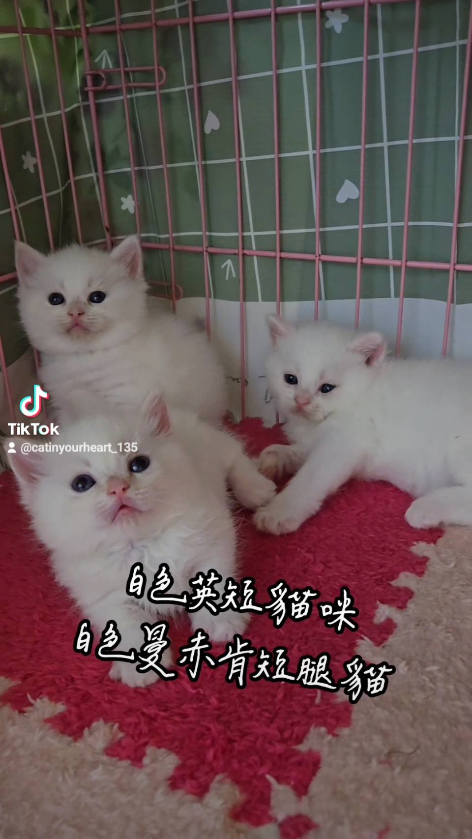 刻在你心底的貓／白色英國短毛貓&曼赤肯