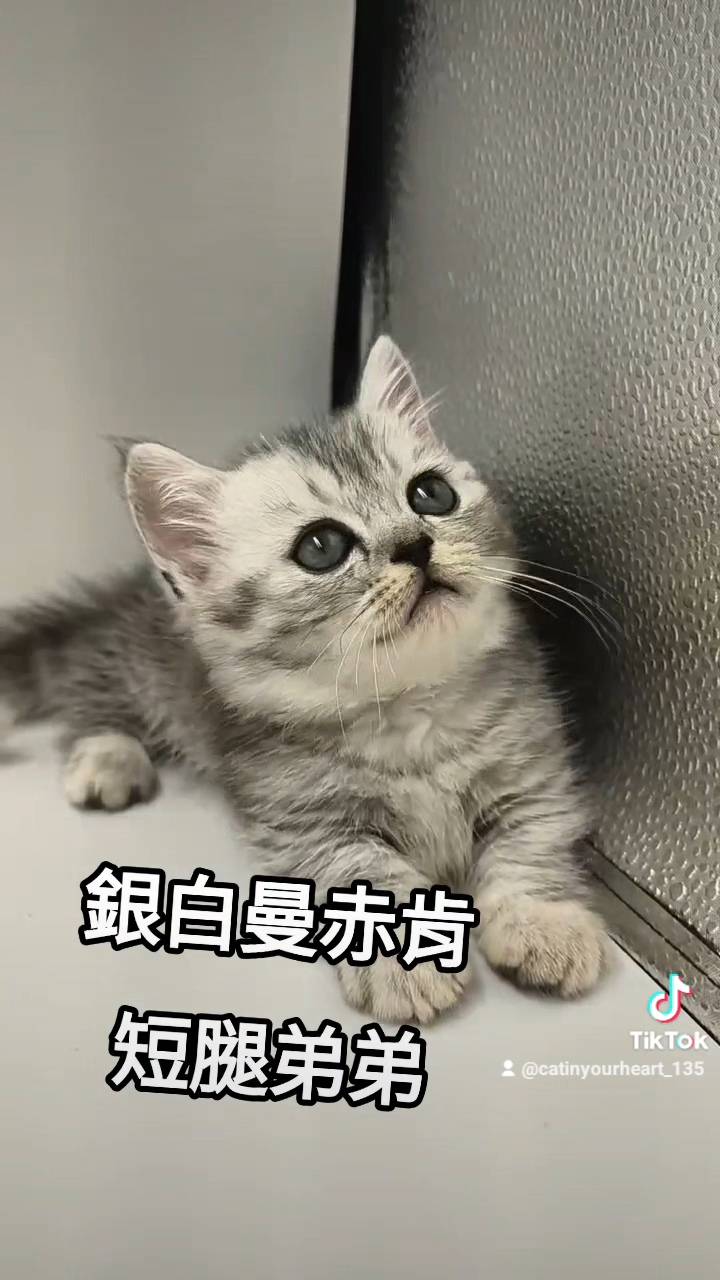 刻在你心底的貓／銀白美短紋曼赤肯