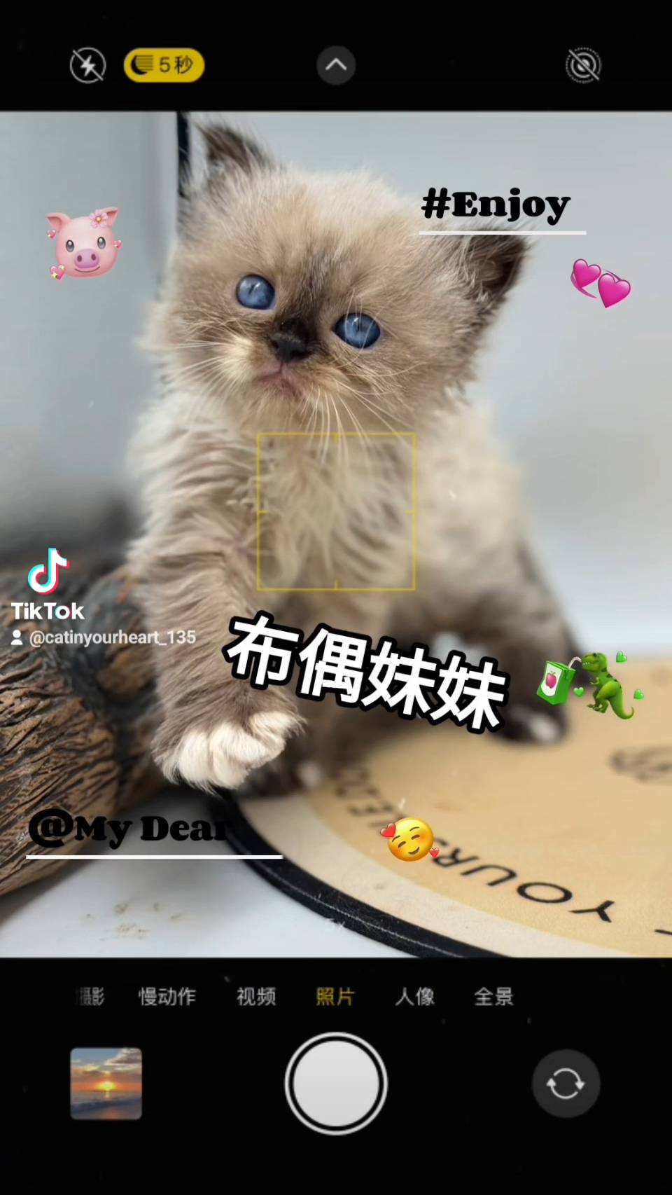 刻在你心底的貓／布偶貓