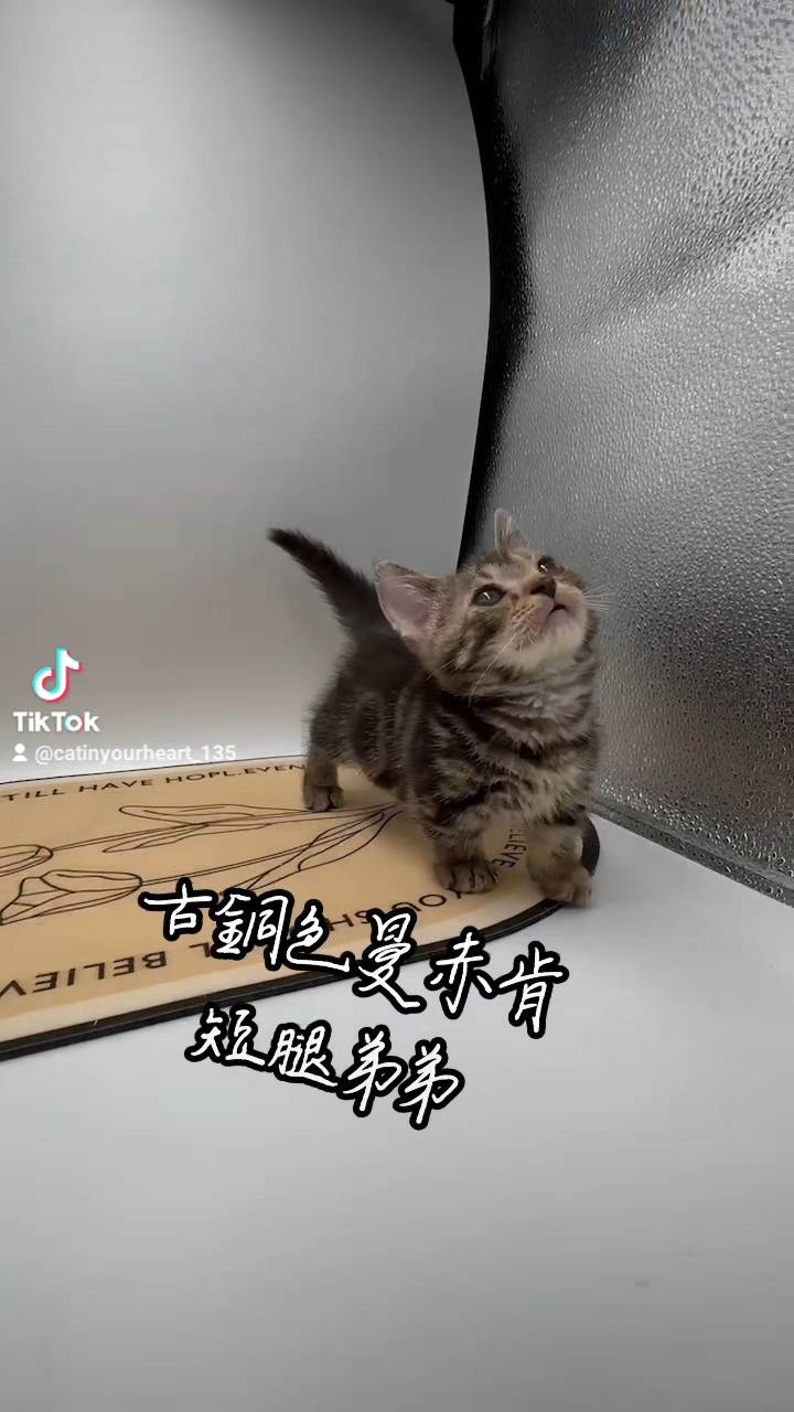 刻在你心底的貓／古銅色曼赤肯