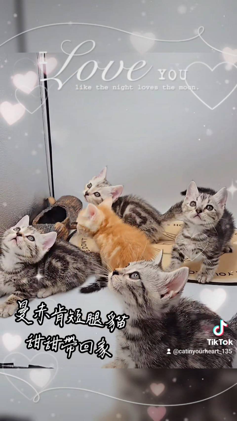 刻在你心底的貓／曼赤肯