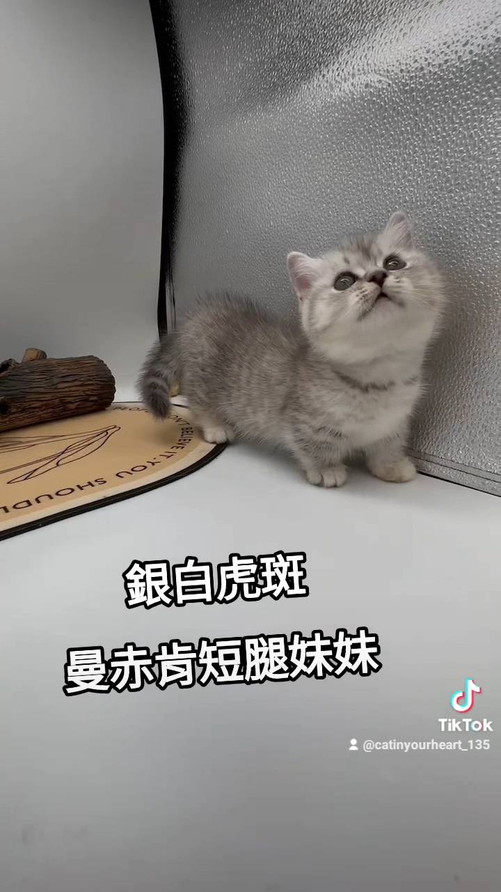 刻在你心底的貓／銀白虎斑曼赤肯