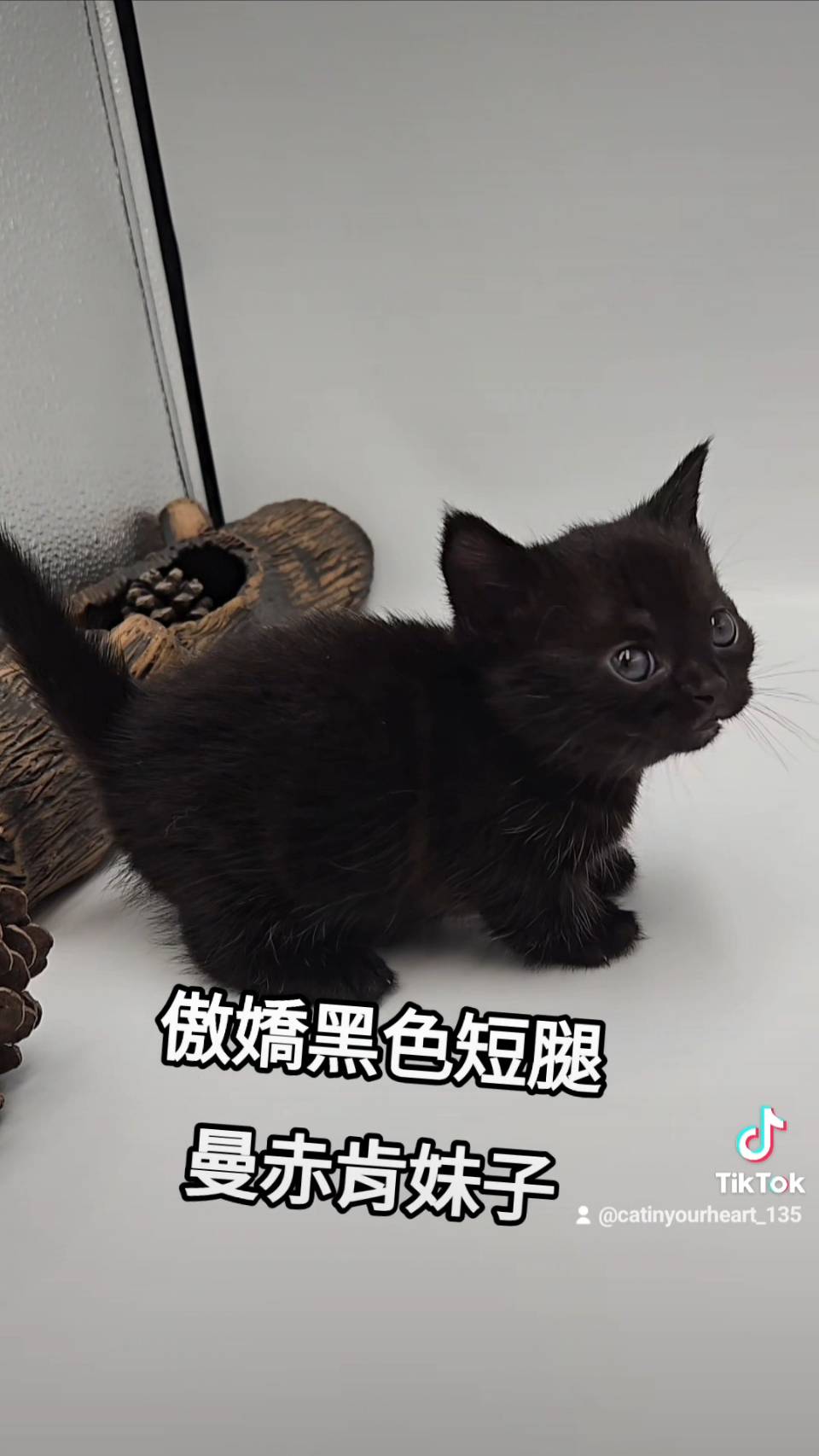 刻在你心底的貓／黑色曼赤肯