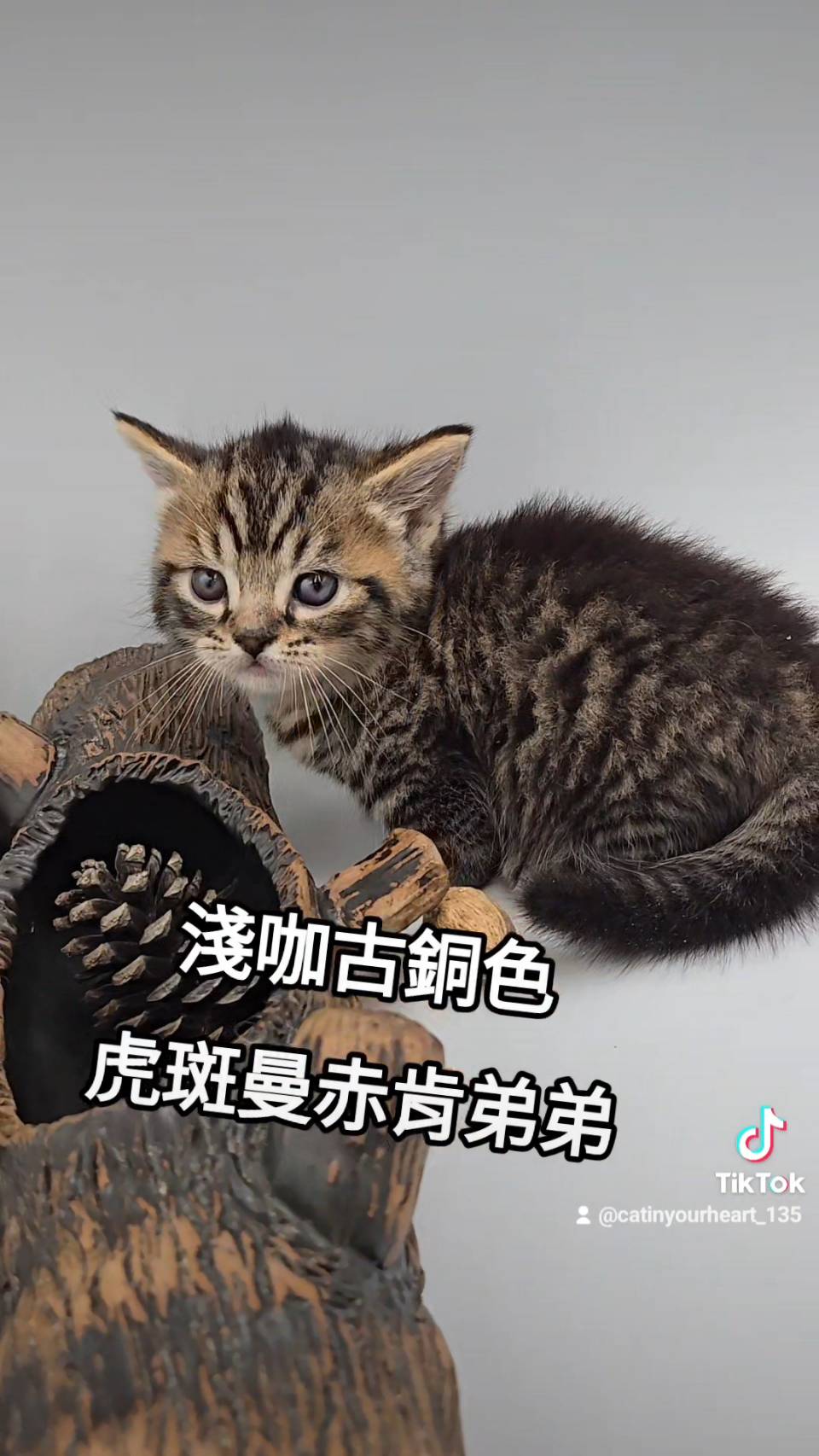 刻在你心底的貓／古銅虎斑紋曼赤肯