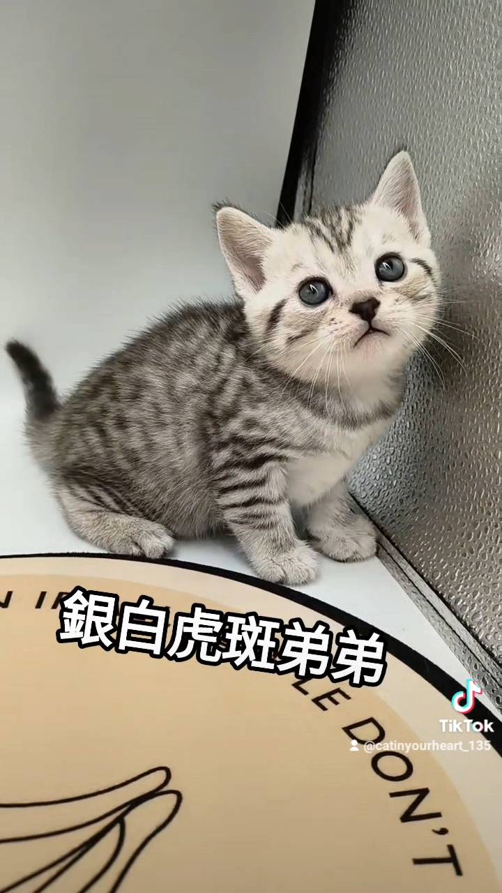 刻在你心底的貓／銀白虎斑紋美國短毛貓