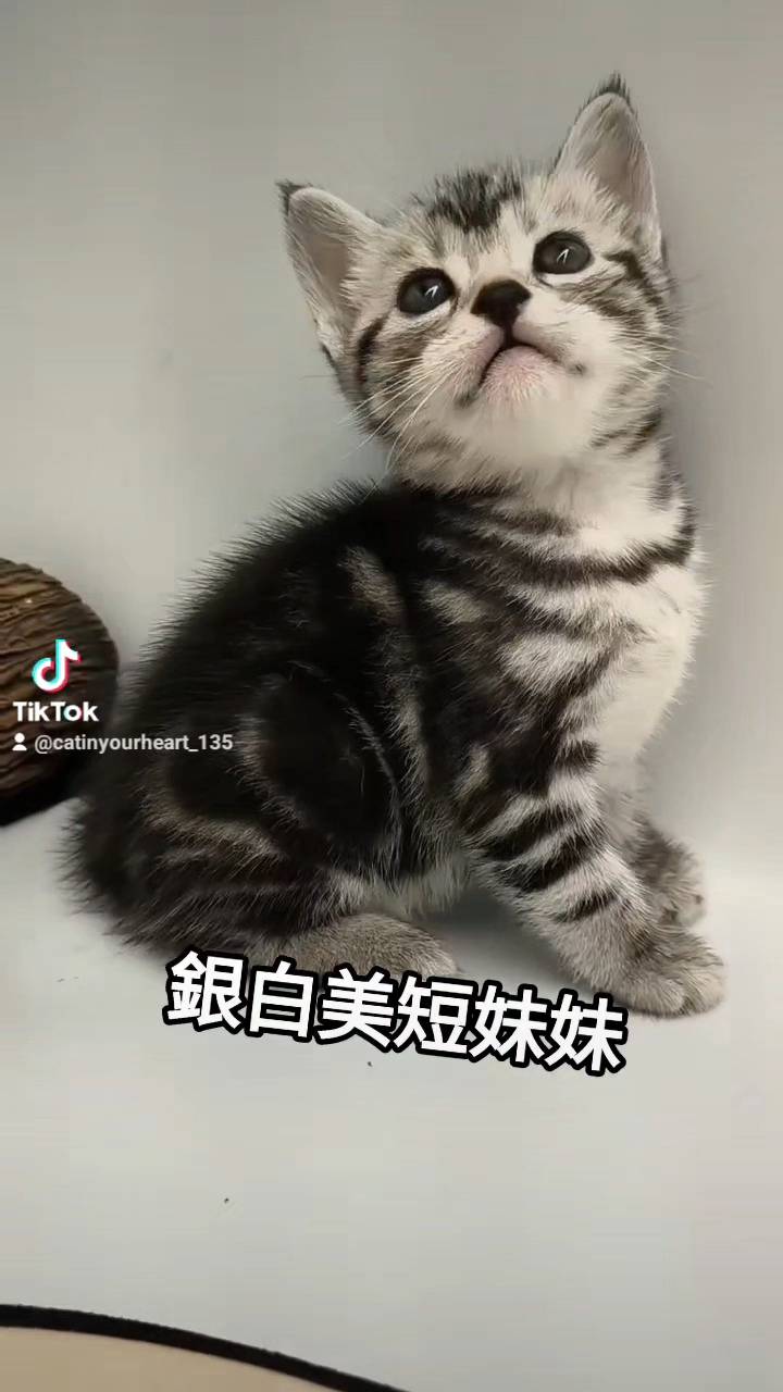 刻在你心底的貓／銀白色美國短毛貓