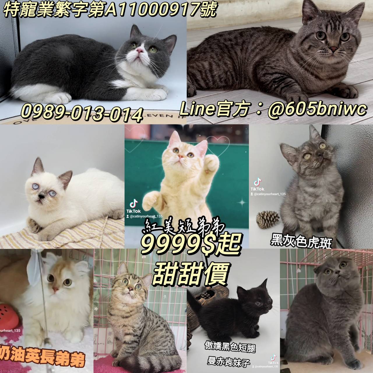 刻在你心底的貓／各品種貓