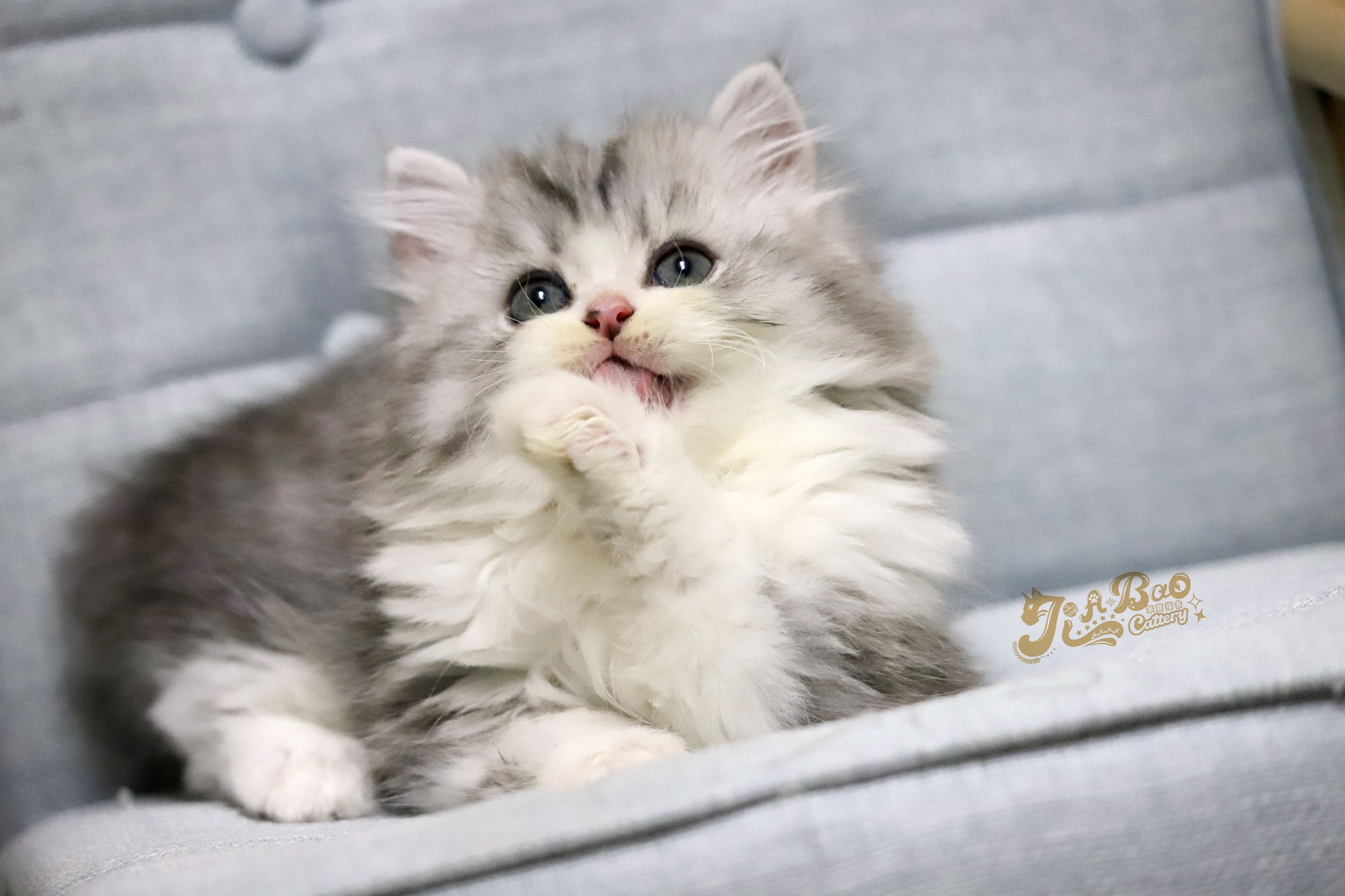 家寶寵物／銀虎斑賓士非標準小步舞曲