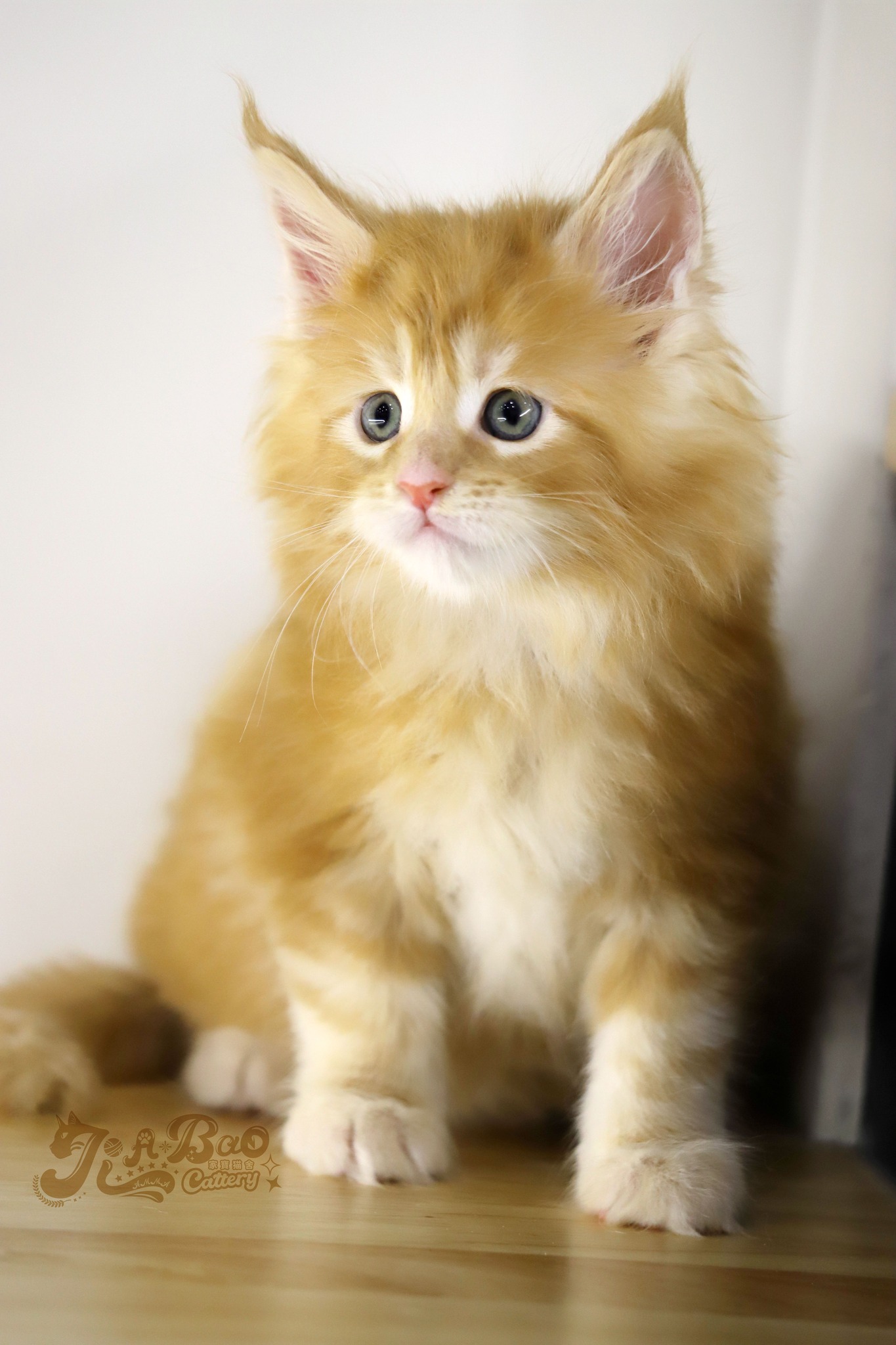 家寶寵物／紅虎斑緬因貓