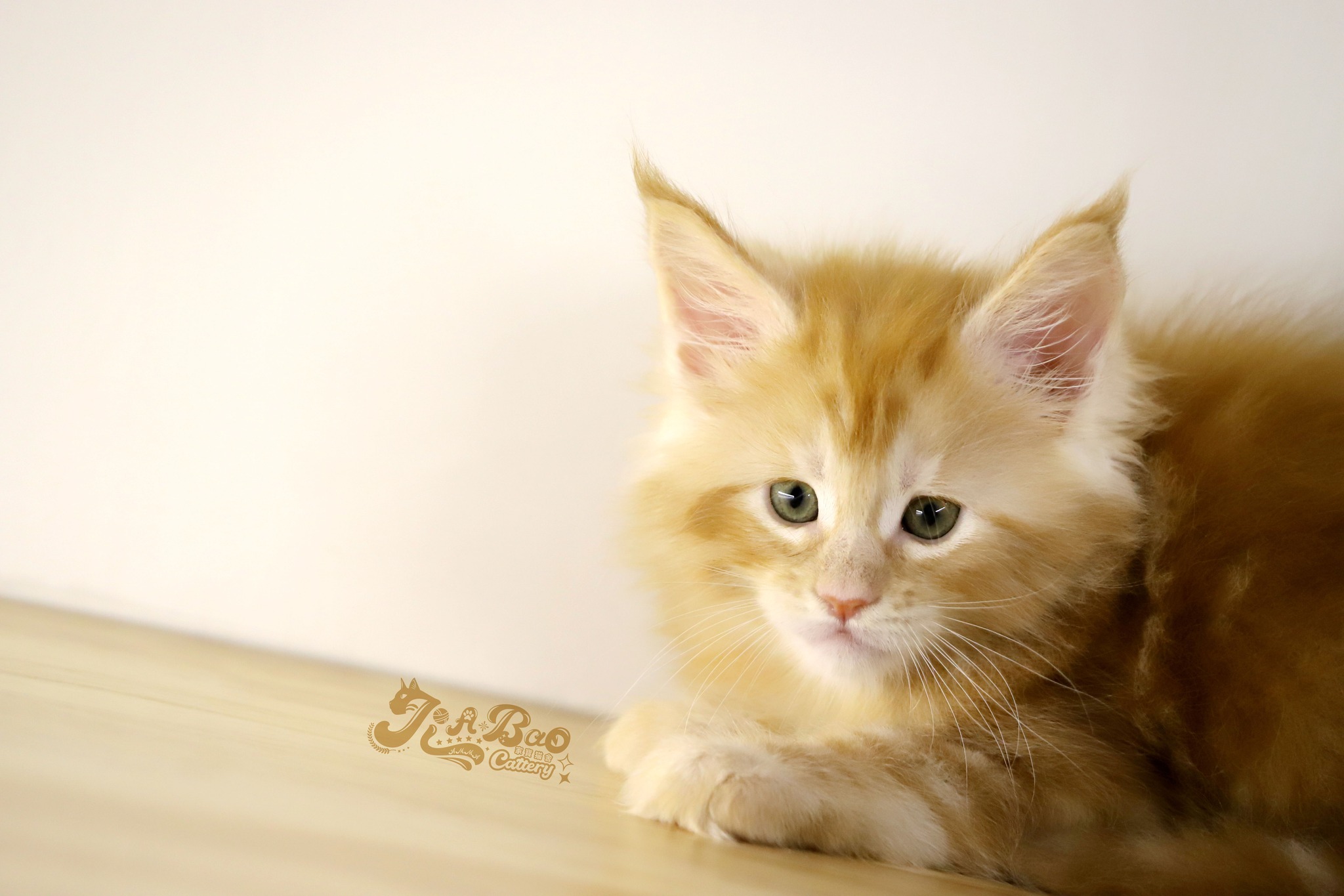 家寶寵物／紅虎斑緬因貓