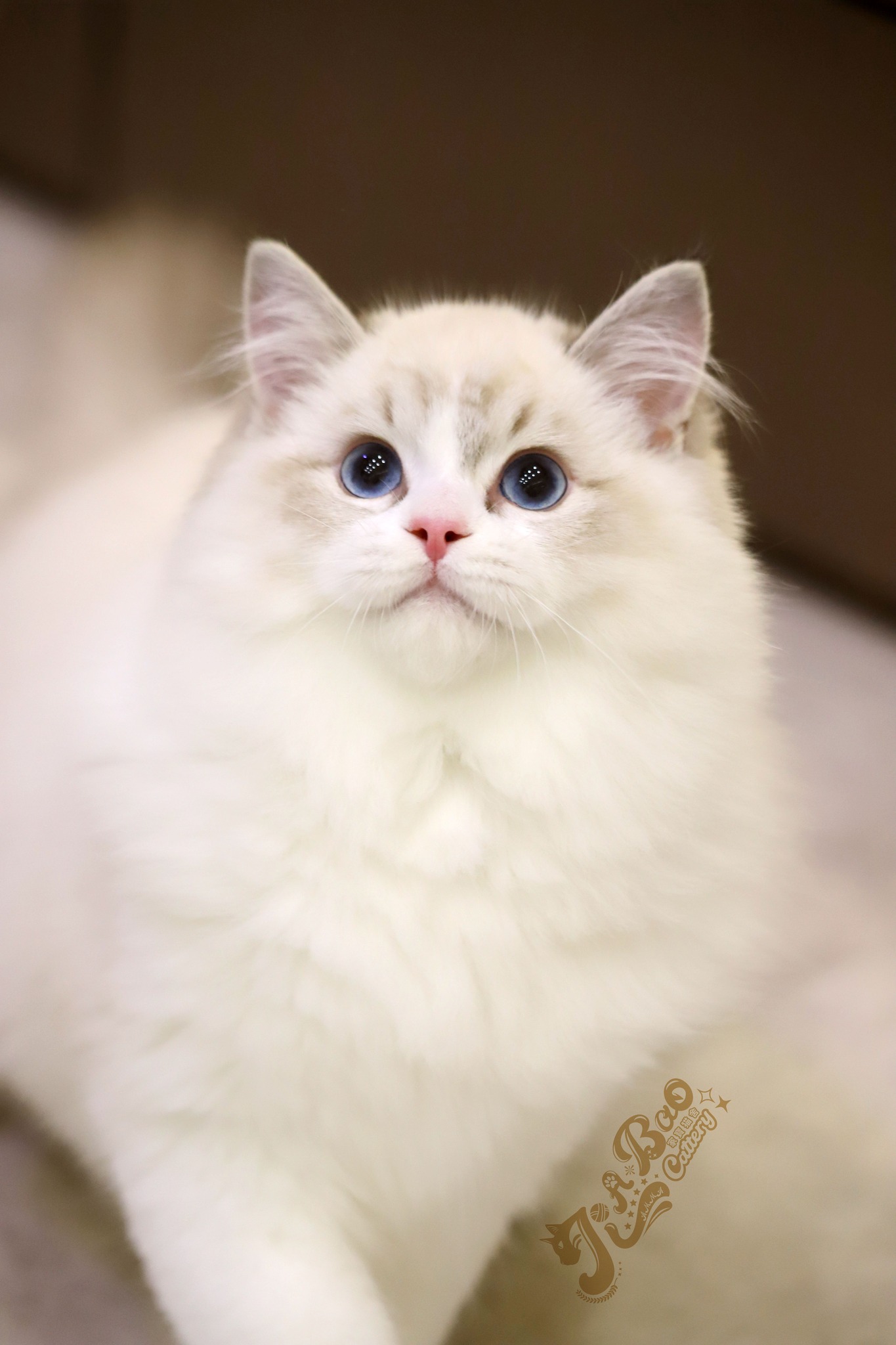 家寶寵物／海豹山貓雙色布偶貓