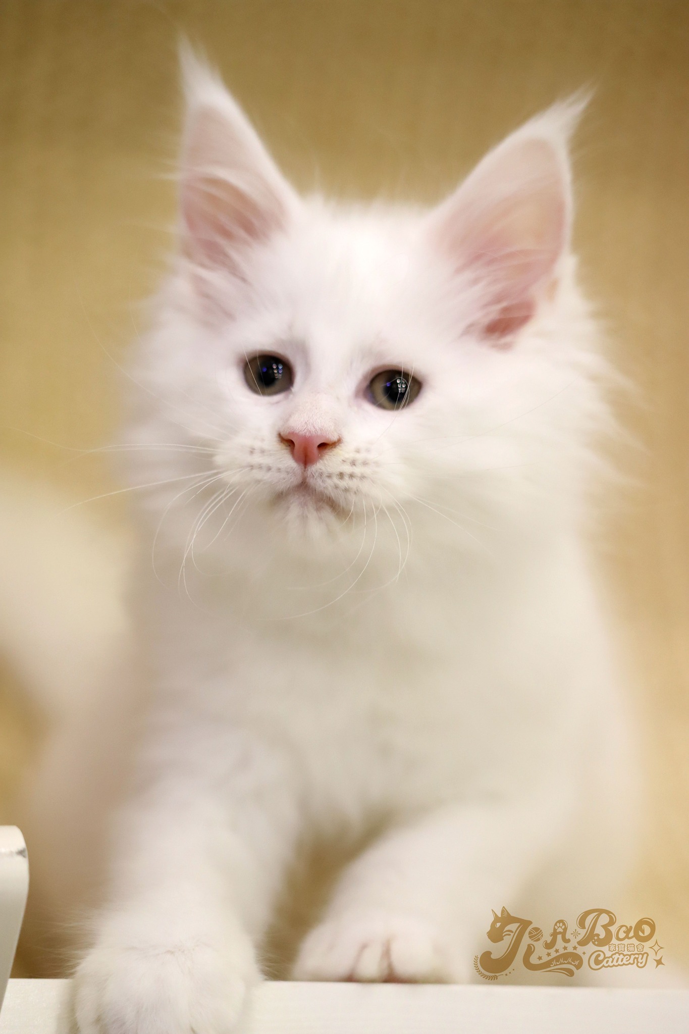家寶寵物／白色緬因貓