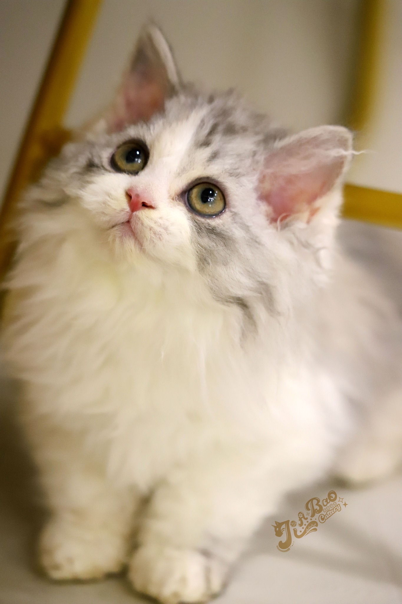 家寶寵物／銀三花賓士賽爾凱克捲毛貓