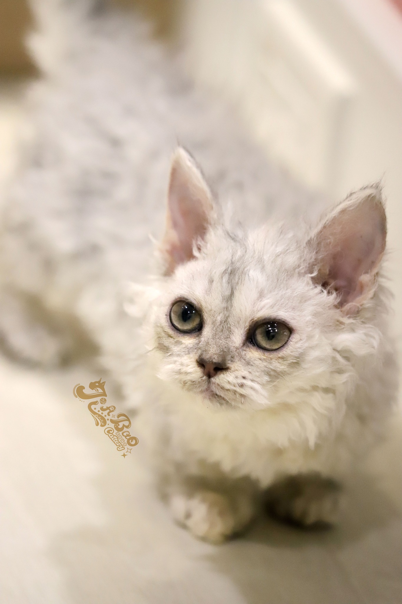 家寶寵物／銀漸層自然捲小步舞曲