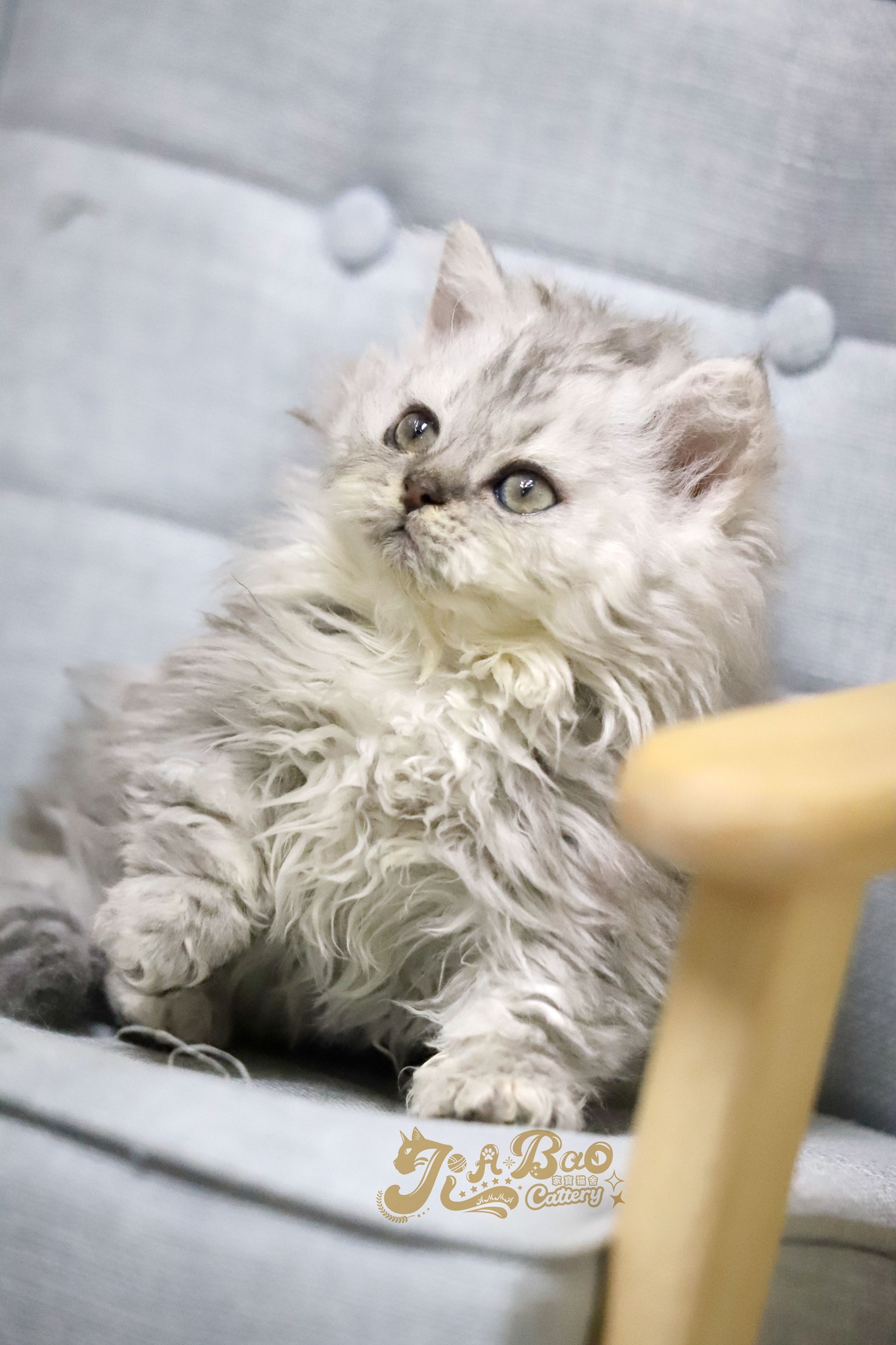 家寶寵物／銀漸層自然捲小步舞曲