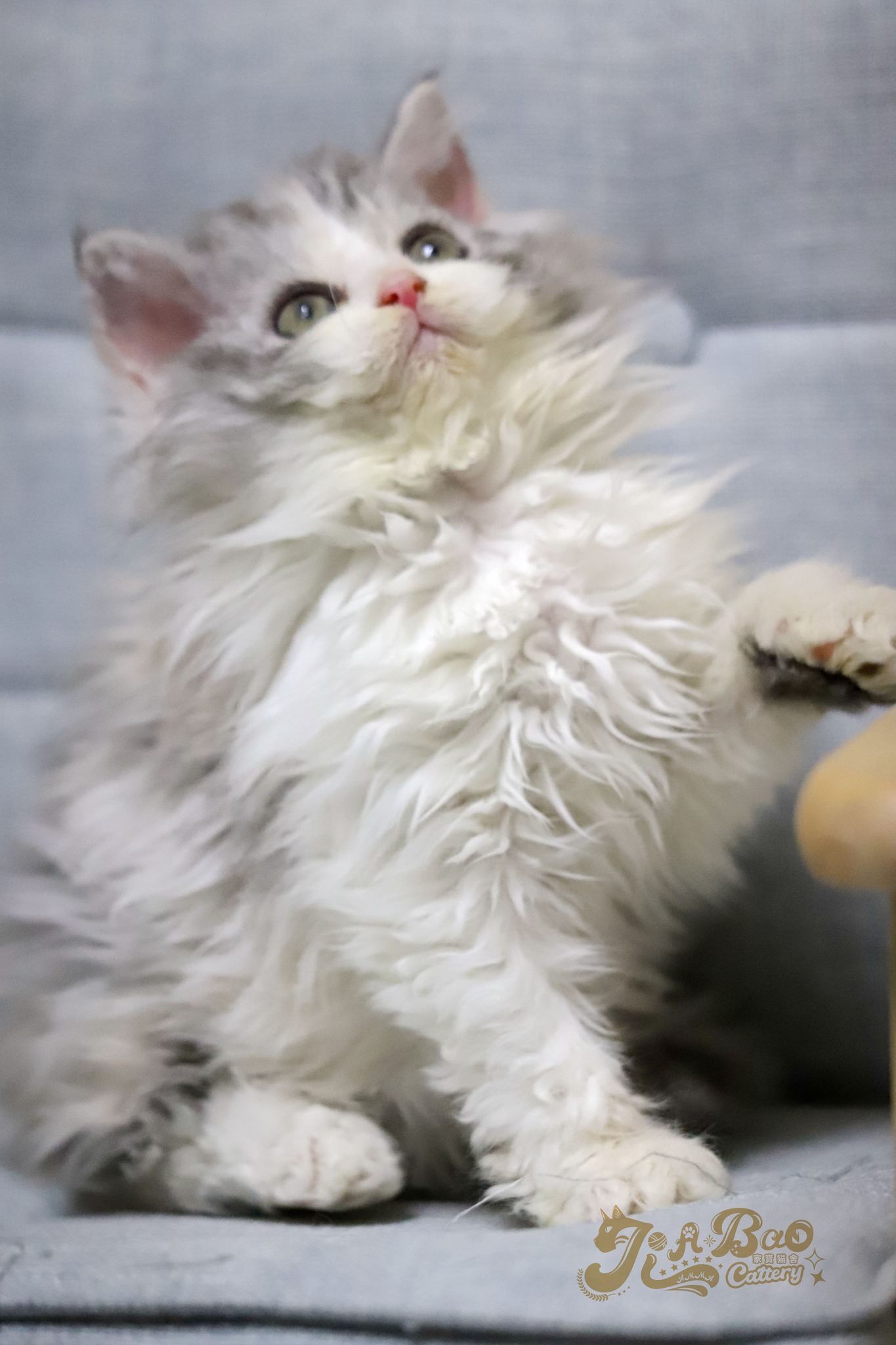 家寶寵物／銀三花賓士賽爾凱克捲毛貓