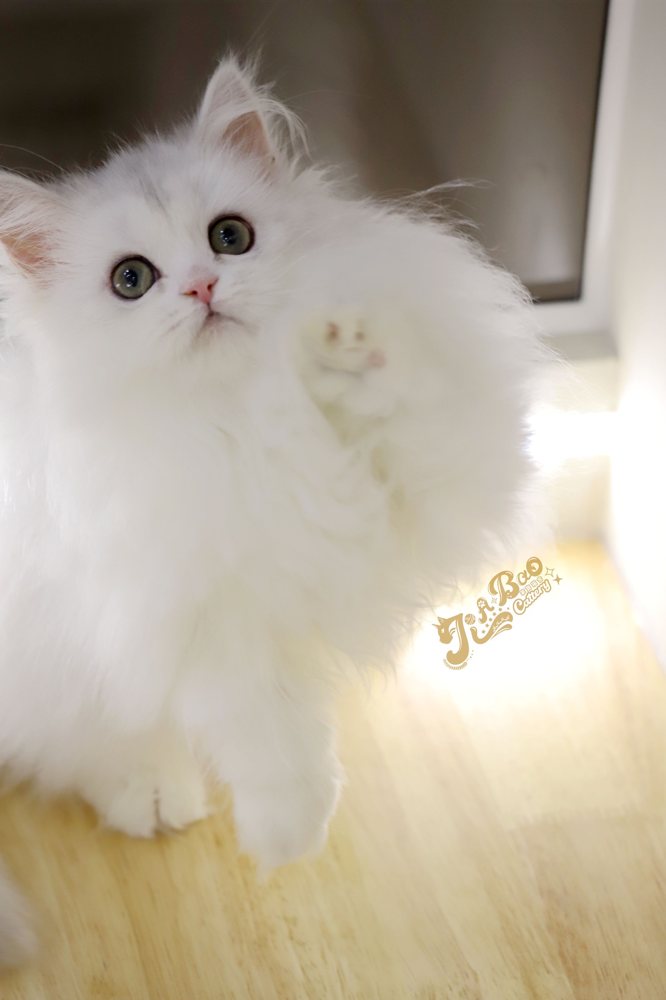 家寶寵物／銀漸層小步舞曲