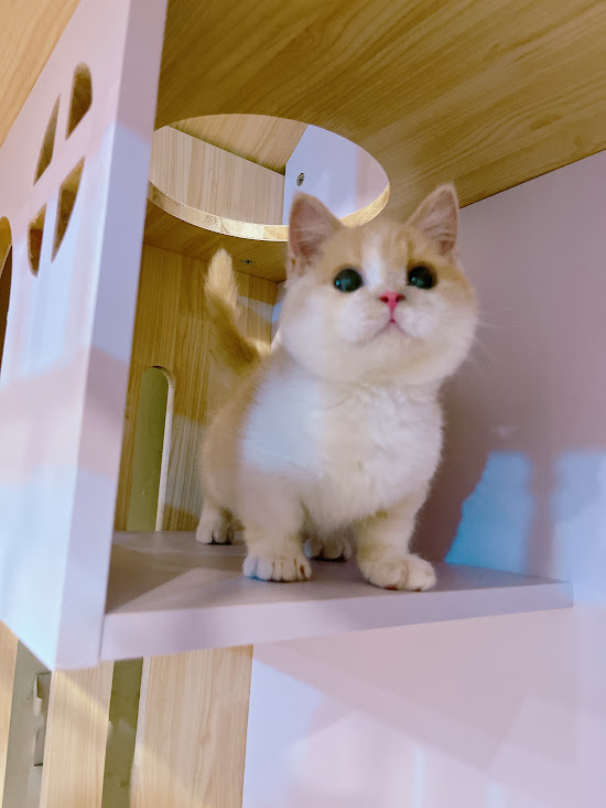 星光貓舍／奶白色曼赤肯