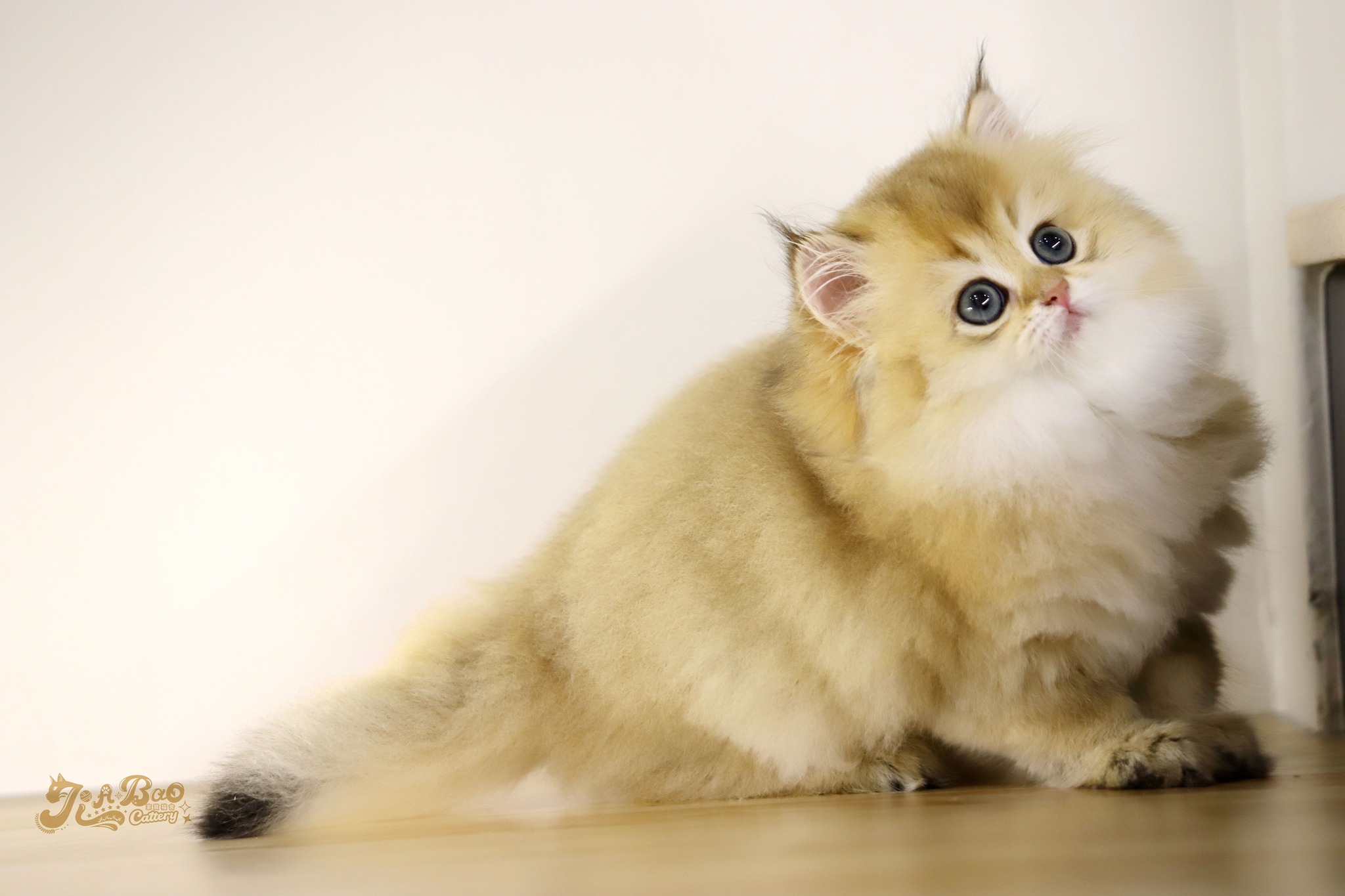 家寶寵物／黑金漸層英國長毛貓