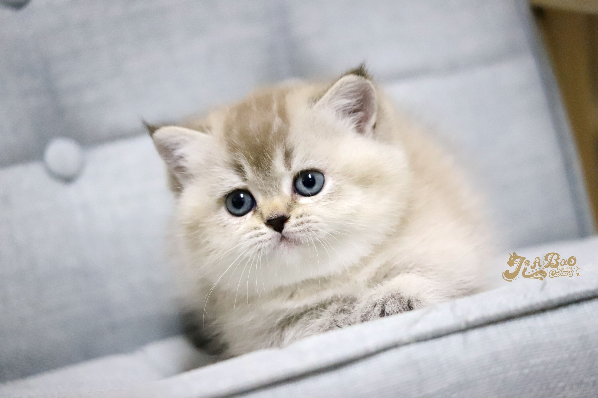 家寶寵物／山貓紋曼赤肯