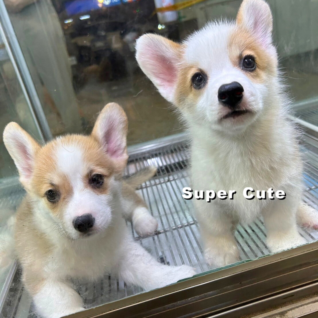 超可愛名犬社／柯基犬